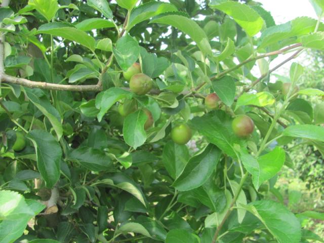 Fenofaza jabuke,lokalitet Milutovac
