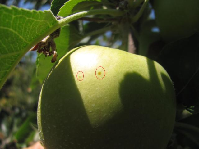 Jaja II generacije jabukinog smotavca