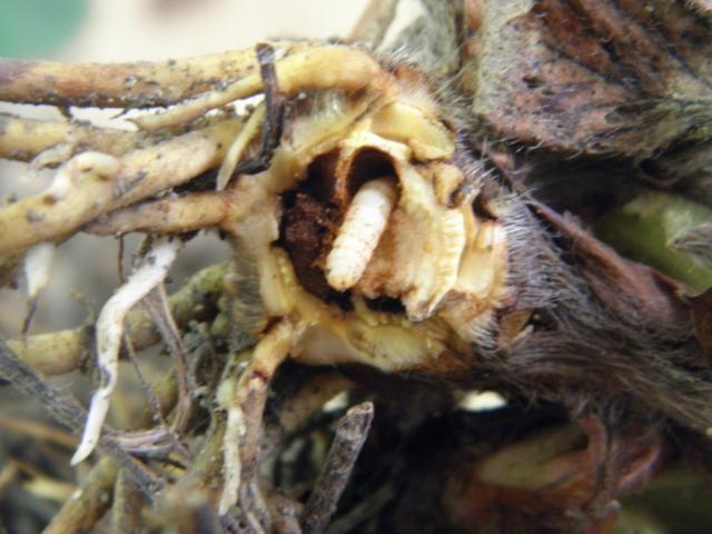 Larva korebusa na korenu jagode,Lokalitet Marenovo