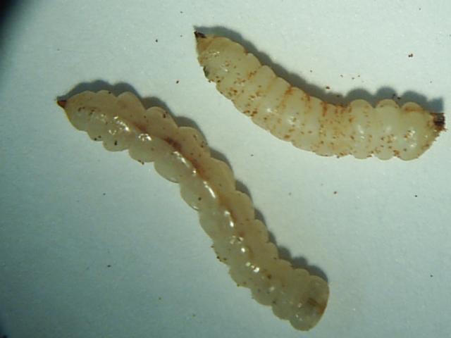 Larva korebusa,Lokalitet Marenovo