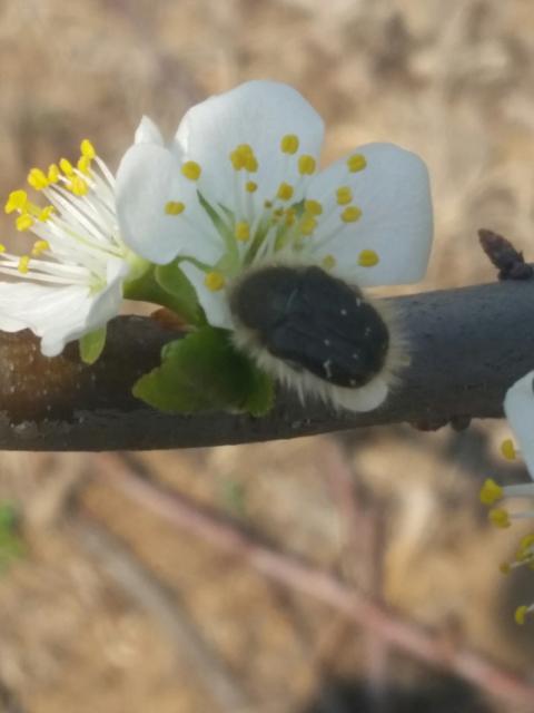 Rutava buba na cvetu šljive