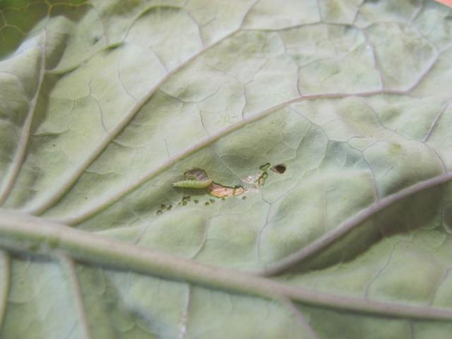 Larva kupusnog moljca,lokalitet Bivolje