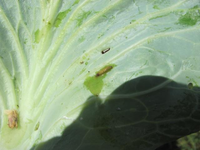 larva kupusnog moljca