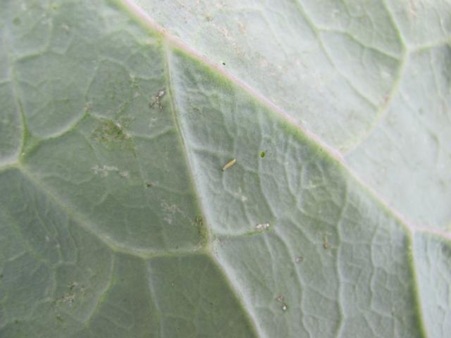 Larva kupusnog moljca VIII generacija i oštećenja