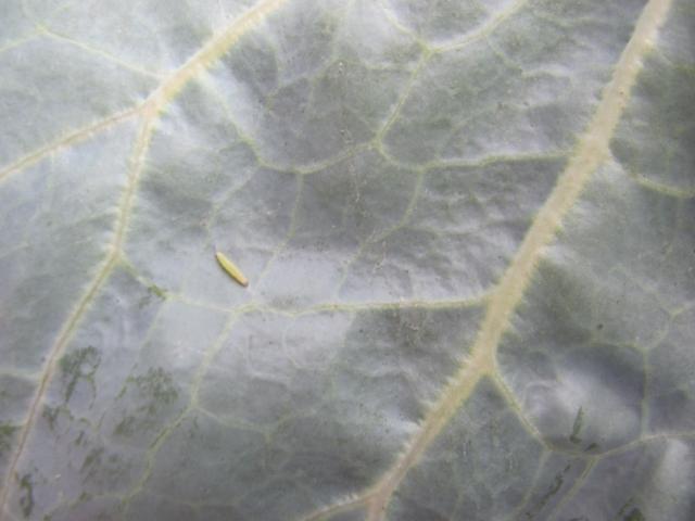 Larva kupusnog moljca VIII generacija ,lokalitet Bivolje