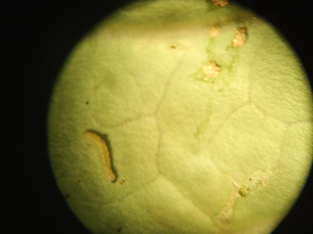 larva kupusnog moljca,lokalitet Bivolje