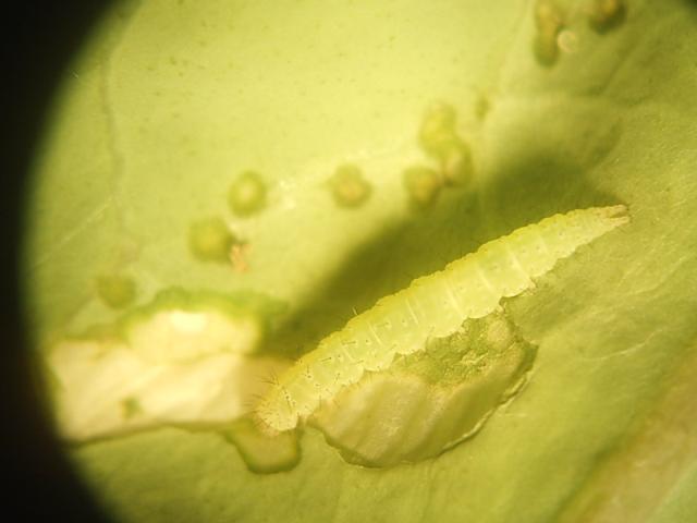 larva kupusnog moljca,binokular,lokalitet Bivolje