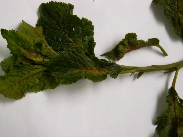 simptom napada eriofidne grinje na šljivi