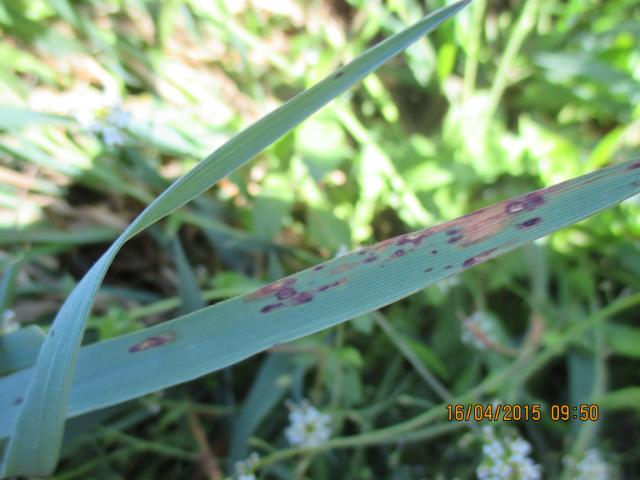  Mrežasta pegavost ječma (Pyrenophora teres)