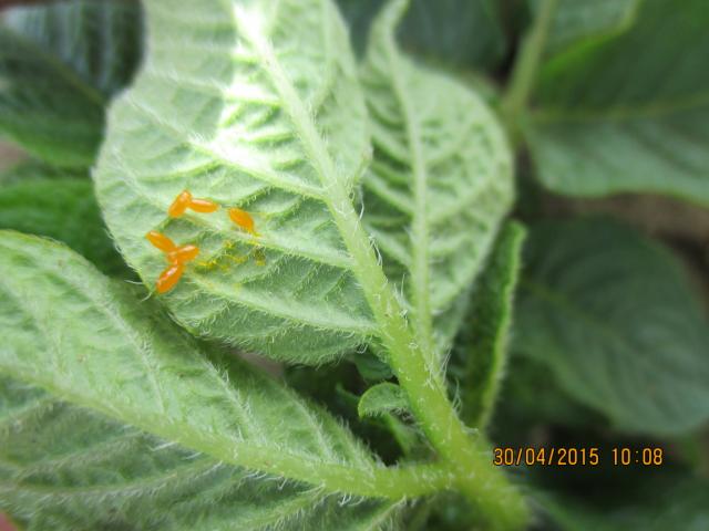 
Krompirova zlatica (Leptinotarsa decemlineata)

