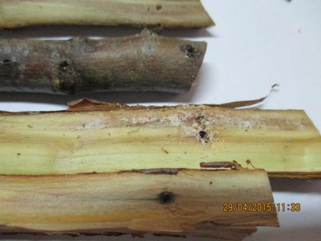 Oštećenja od potkornjaka (Scolitidae) na jabuci