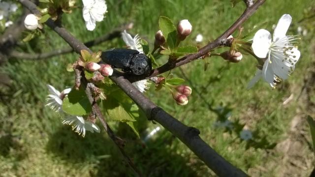 Imago žilogriza (Capnodis tenebrionis) u višnji