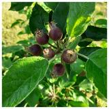 razvoj ploda jabuke