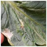 larva moljca paradajza