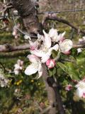 Cvetanje jabuke