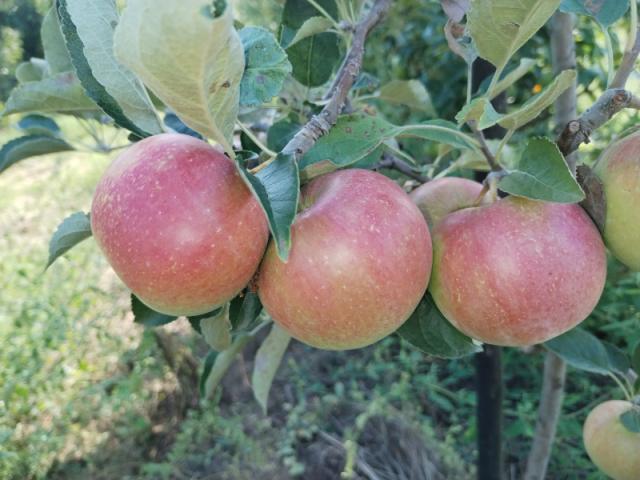 faza razvoja jabuke BBCH 85, RC Negotin, lokalitet Karbulovo