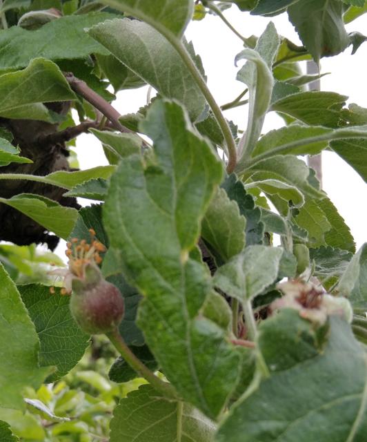 faza razvoja jabuke BBCH 71, region Negotin, lokalitet Karbulovo.