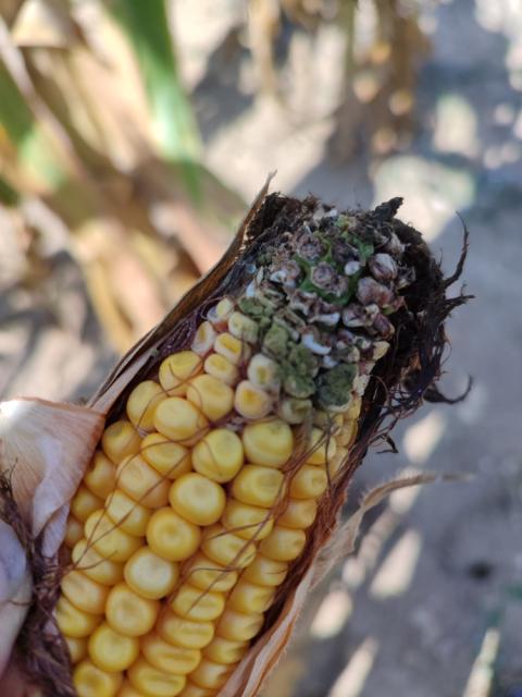 vizuelni pregled useva merkantilnog kukuruza, RC Negotin, lokalitet Jasenica