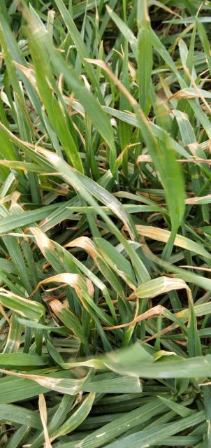 RC Negotin, lokalitet Rit, vizuelni pregled useva ozime pšenice