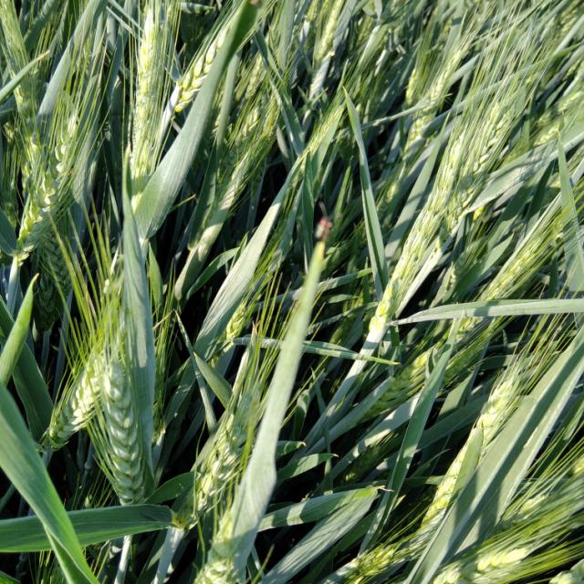 vizuelni pregled useva pšenica, faza razvoja