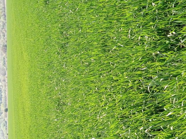 faza razvoja pšenice, vizuelni pregled useva pšenice, RC Negotin