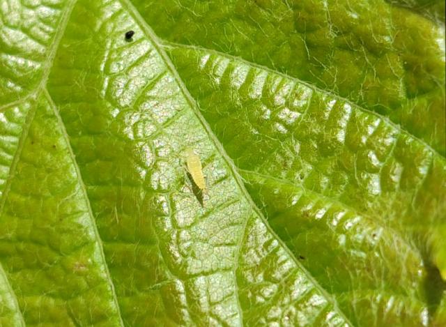 larva (L3) cikade vinove loze Scaphoideus titanus, region Negotin, lokalitet Rečka