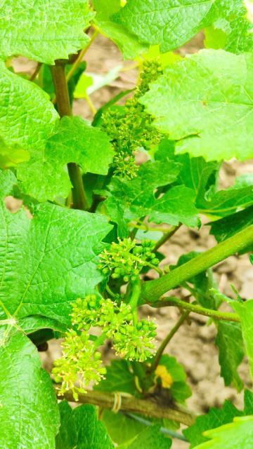 faza razvoja vinove loze BBCH 65, region Negotin, lokalitet Rečka