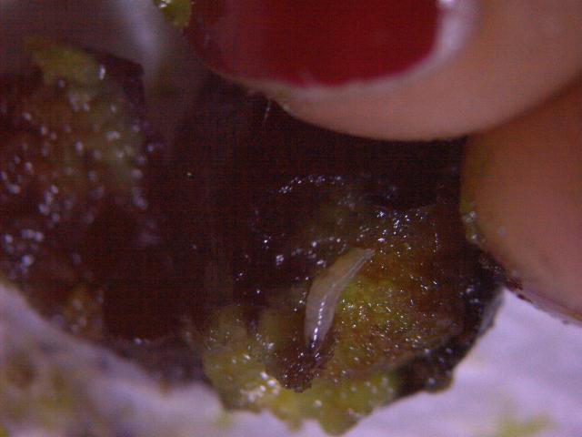 Larva D.suzukii u zovi