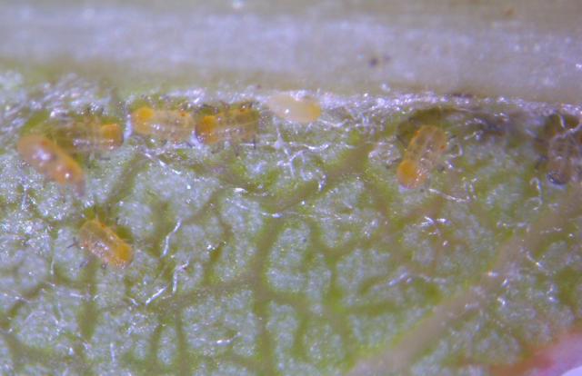 Mlađe larve obične kruškine buve