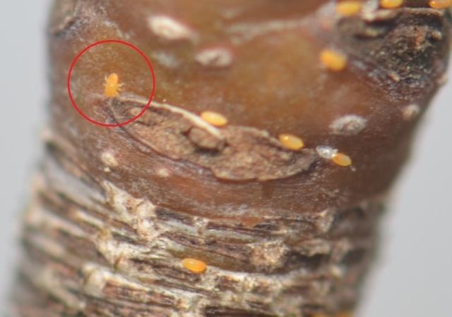 Mlađa larva Kruškine buve