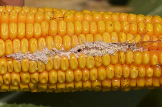 Oštećenja od insekata na klipu kukuruza