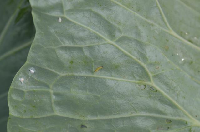 Mlađa larva kupusnog moljca