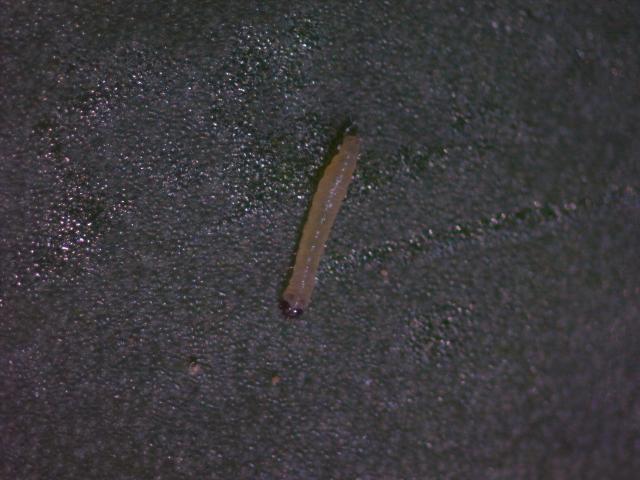 Larva kupusnog moljca