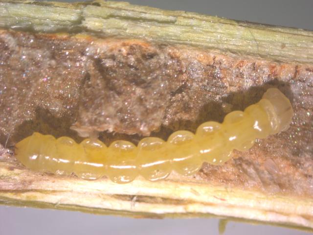  Agrilus rubicola larva u izdanku maline