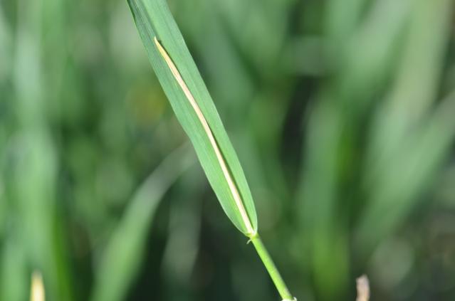 oštećenja od Phorbia genitalis na pšenici