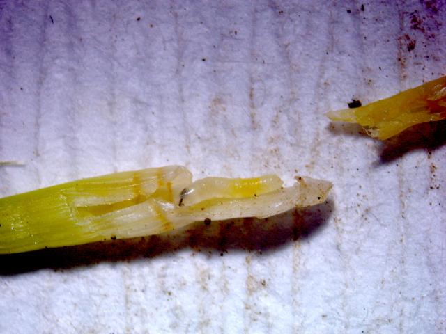 Larva žitne muve 