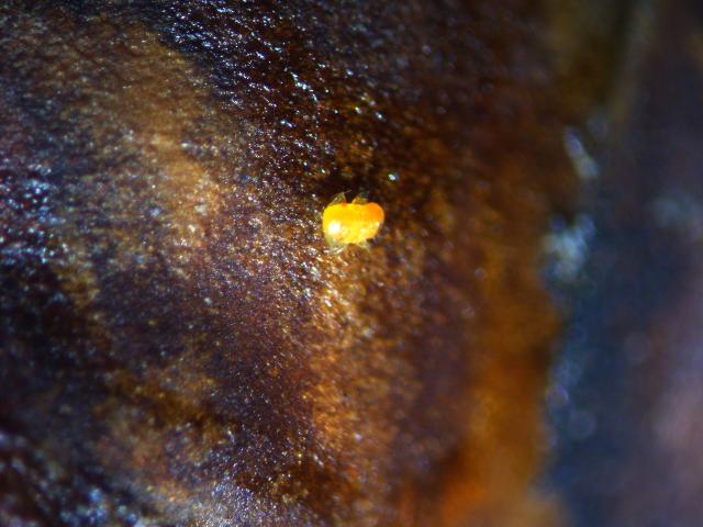 Mlađa larva kruškine buve