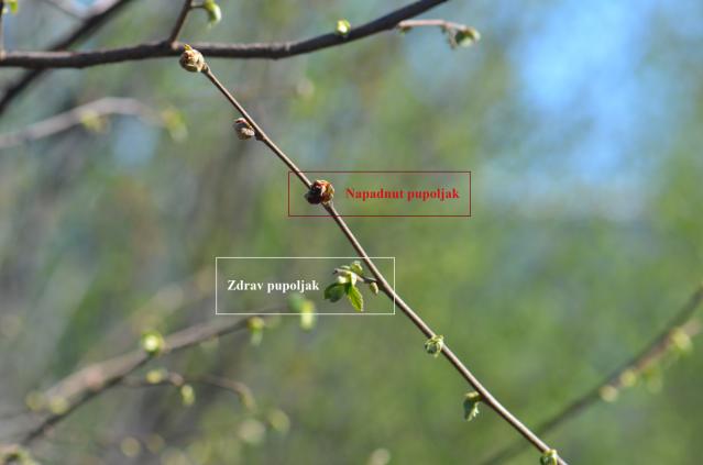 Eriofidna grinja leske, izgled napadnutih i zdravih pupoljaka