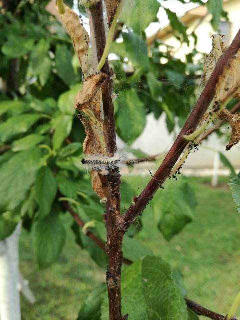 larva dudovca na listu šljive