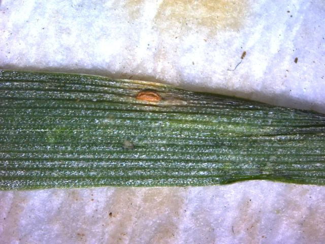 Uredosorus na listu pšenice od prouzrokovača Puccinia striiformis 