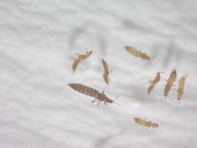 Thrips sp
