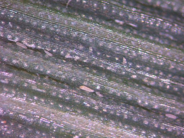  Eriofidne grinje na pšenici- Gložan