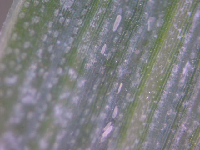  Eriofidne grinje na pšenici 