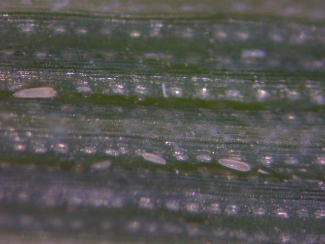 eriofidne grinje na pšenici- Gložan