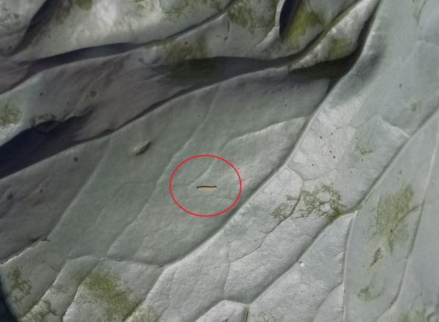 03.08.2020.larva Plutella xylostella