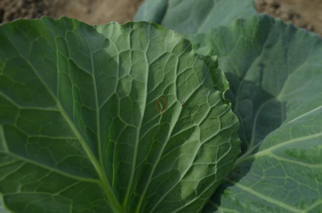 Plutella maculipennis , larva, cabbage