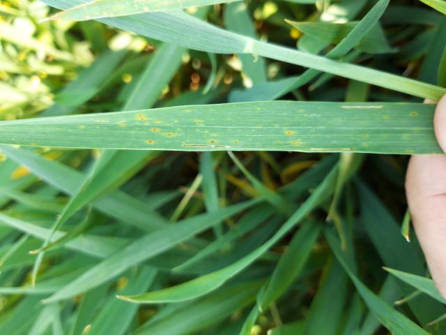 Simptom žuto-mrke pegavosti lista pšenice