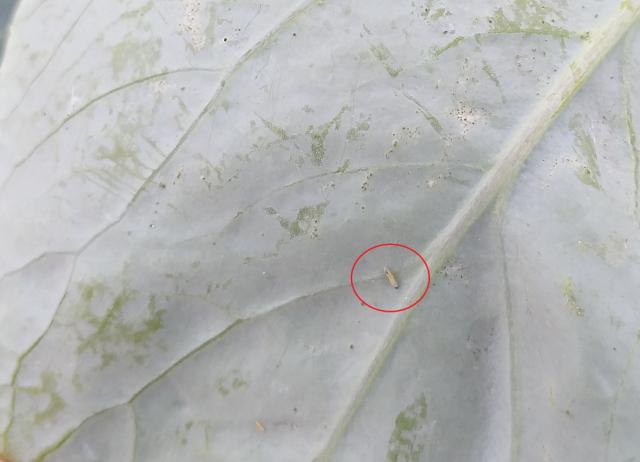 Larva kupusovog moljca