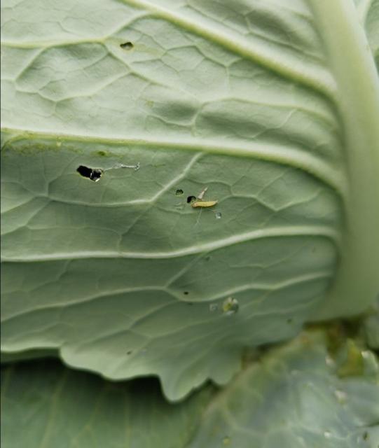 Plutella xylostella, larva na kupusu