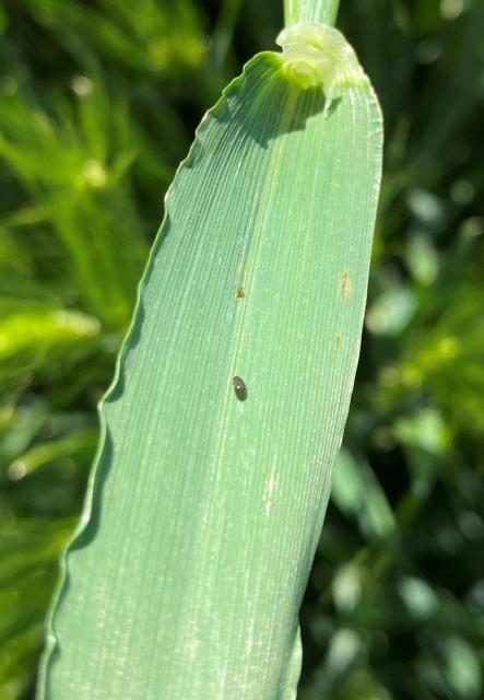 Lema melanopus, larva na listu ječma